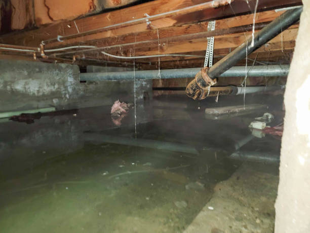 Best Professional water damage repair  in Dodgeville, WI